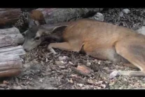 Deer pregnant with fawns attacked by off leasch dog