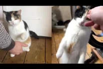 Deaf Cat Communicates With Owners Through Sign Language