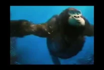 Swimming Monkey