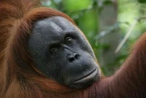 Orangutany - używają liści jako parasolki, ale nie potrafią pływać