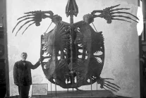 The skeleton of Archelon Ischyros