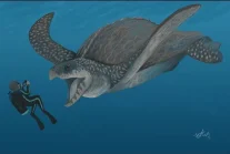 The Gigantic Sea Turtle - Archelon