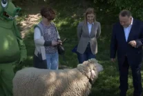 Tekst Interii o owcy