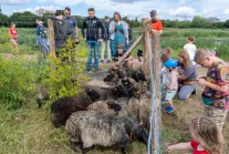 Gdańsk - 3 miesiące owiec za 150 tys zł