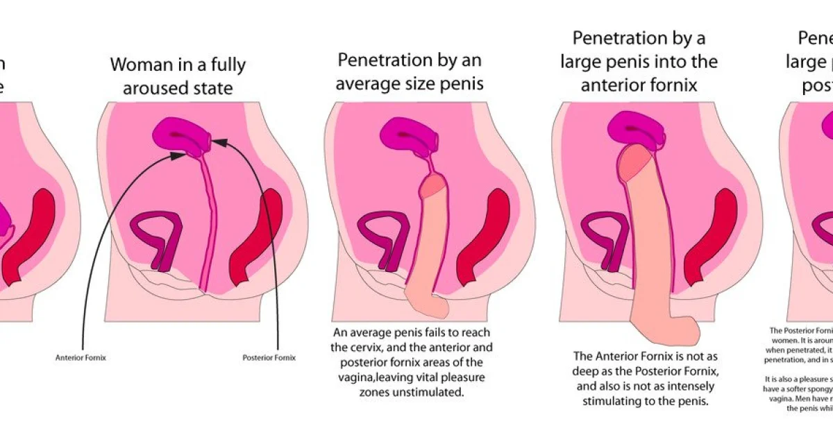 z którego penis rośnie i ile