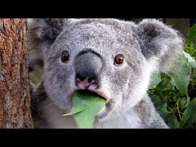 Znalezione obrazy dla zapytania: absurd mem koala