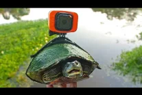 Zwiedzanie stawu z perspektywy żółwia