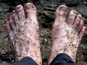 Tak wygląda lato na Syberii. Komary zjadają ludzi żywcem