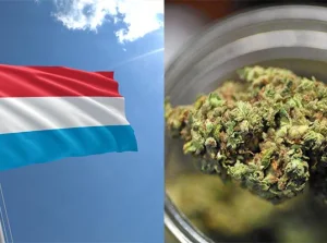 Luksemburg jako pierwszy w Europie zalegalizuje uprawę i używanie marihuany.