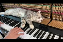 Kot relaksujący się na grającym pianinie