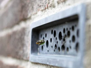 Brighton wprowadza obowiązek używania cegieł z domami dla pszczół.