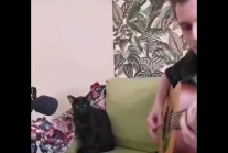 Utalentowany śpiewający kot