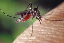 Genetyczna modyfikacja = eksterminacja komarów. Pierwszy eksperyment w USA