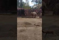 Słoń wydał głośny ryk, aby przyciągnąć uwagę zwiedzających i pracowników zoo