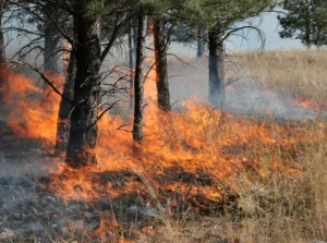 Plaga pożarów lasów w Polsce. Straż przedstawiła liczby