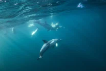 Morze czarne masowo wyrzuca na brzeg ciała delfinów. Przyczyną może być wojna.
