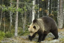 Tatry: 10-letni niedźwiedź wpadł pod koła kolejki wąskotorowej