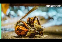 Pszczoły zabijają ogromnego szerszenia ciepłem  | BBC Earth