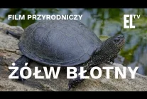 Żółw błotny. Osobliwy relikt polskiej przyrody [FILM PRZYRODNICZY]