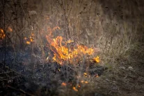 Miny w lesie w Czarnobylu. Zabijają zwierzęta, stwarzają zagrożenie pożarowe