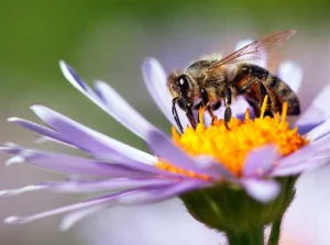Coraz więcej pszczół w Polsce - ich wartość, jako zapylaczy dla ekosystemu, to