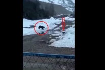 Rosjanie wysadzili w powietrze niedźwiedzia. Bombę schowali w jedzeniu