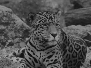 Nie żyje jaguar Kali z warszawskiego ZOO. Miał 21 lat