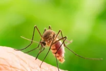 Po co nam komary? Czy byłoby źle, gdybyśmy zabili wszystkie?
