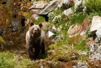 Atak niedźwiedzia w Tatrach Zachodnich (MOCNE NAGRANIE)