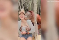 Orangutan wygryw