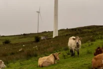 Irlandzki rząd chce by rolnicy ograniczyli emisję dwutlenku węgla o około 28%.