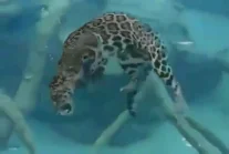 Jaguar wbrew stereotypom pokazuje jak dobrze czuje się w wodzie.