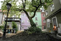 Ostatnie drzewo na Starym Rynku w Poznaniu. Podcięto mu korzenie. Czy przeżyje?