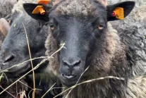 Gdańsk przepłacił za owce do koszenia trawy?