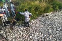 Tysiące śniętych ryb w Krajniku Dolnym. "Rzeka po prostu nie żyje" [ZDJĘCIA]