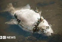 Nawet BBC napisało o tragicznej sytuacji w rzece Odrze