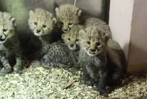 W gdańskim zoo urodziło się pięć gepardów grzywiastych