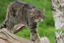 To jedyne dzikie koty żyjące w Polsce. Są krytycznie zagrożone wyginięciem