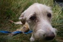 Pies zakopany żywcem w Poznaniu. Policja szuka właściciela