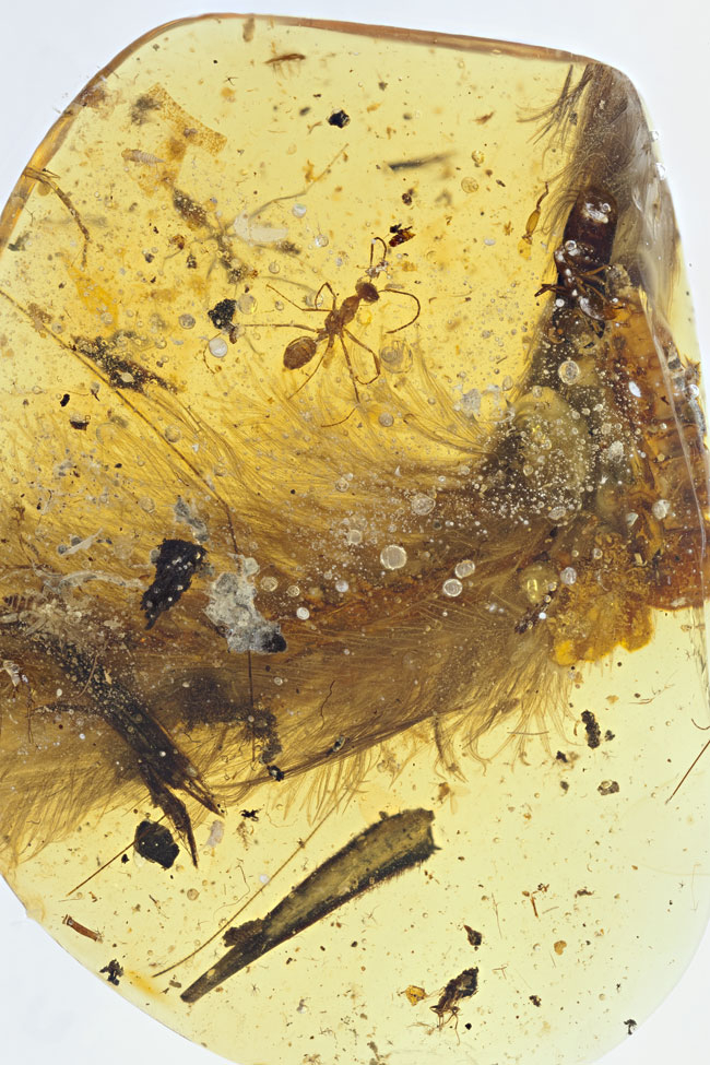datując skamieliny pyłku i chrząszczy terapeuci spotykają się z innymi terapeutami