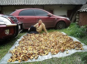 A tak się zbiera grzyby w Rosji