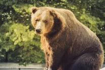 Polacy zaatakowani przez niedźwiedzia w Armenii. 33-latek zginął.